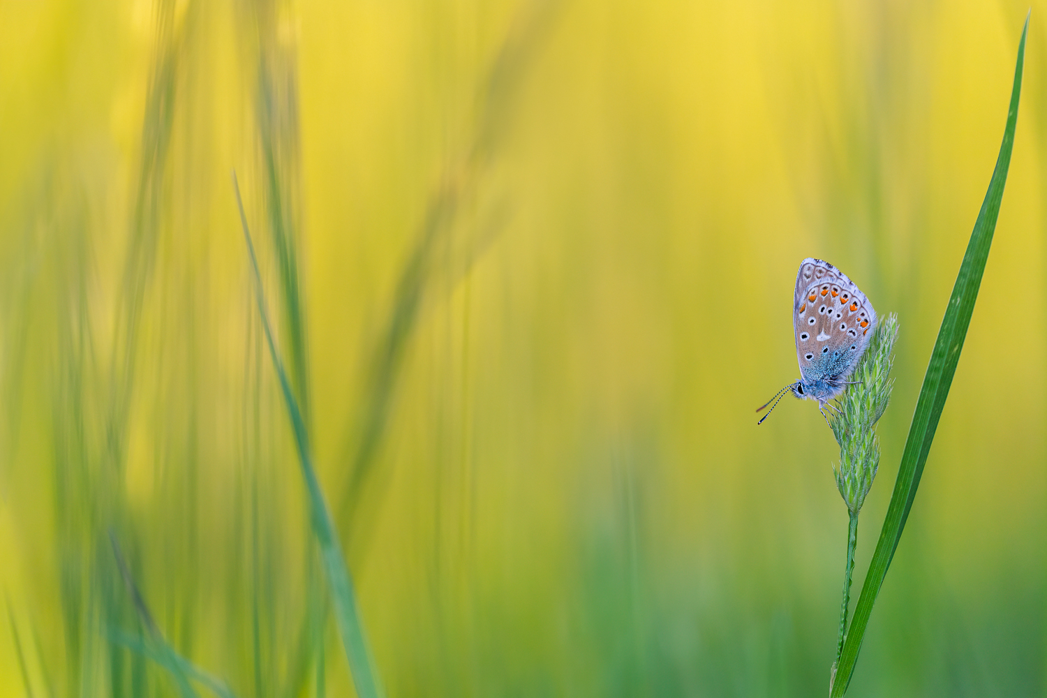 Bellargus in der Frühlingswiese