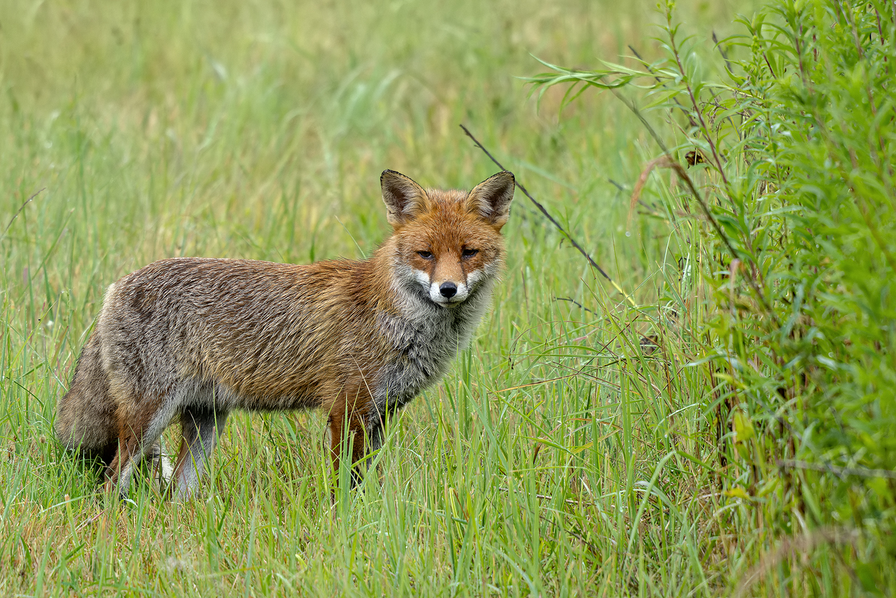 Fuchs am Morgen