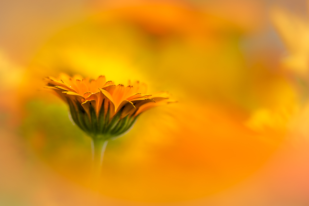 Die eine aus dem Ringelblumen-Meer