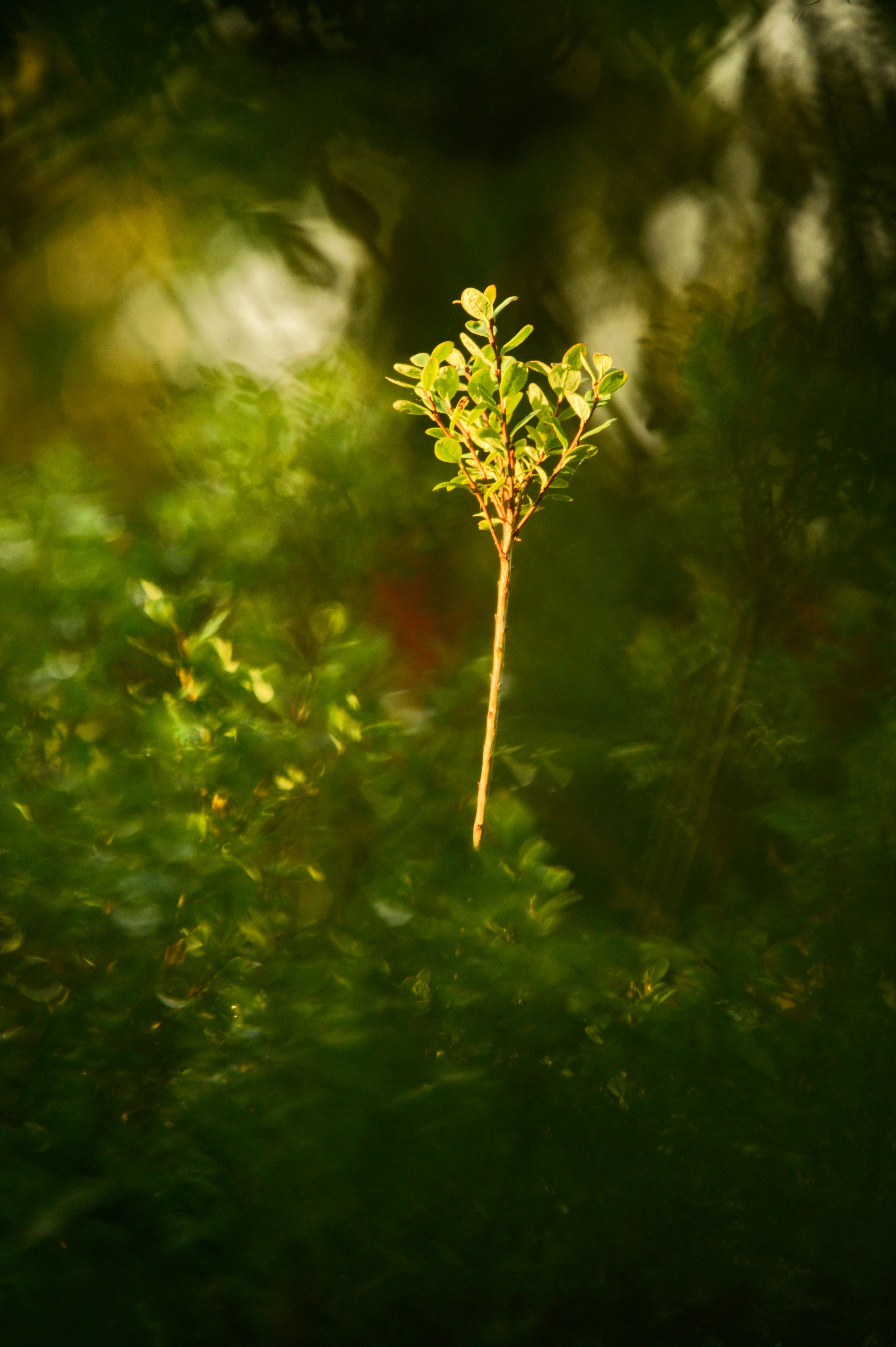 golden hour