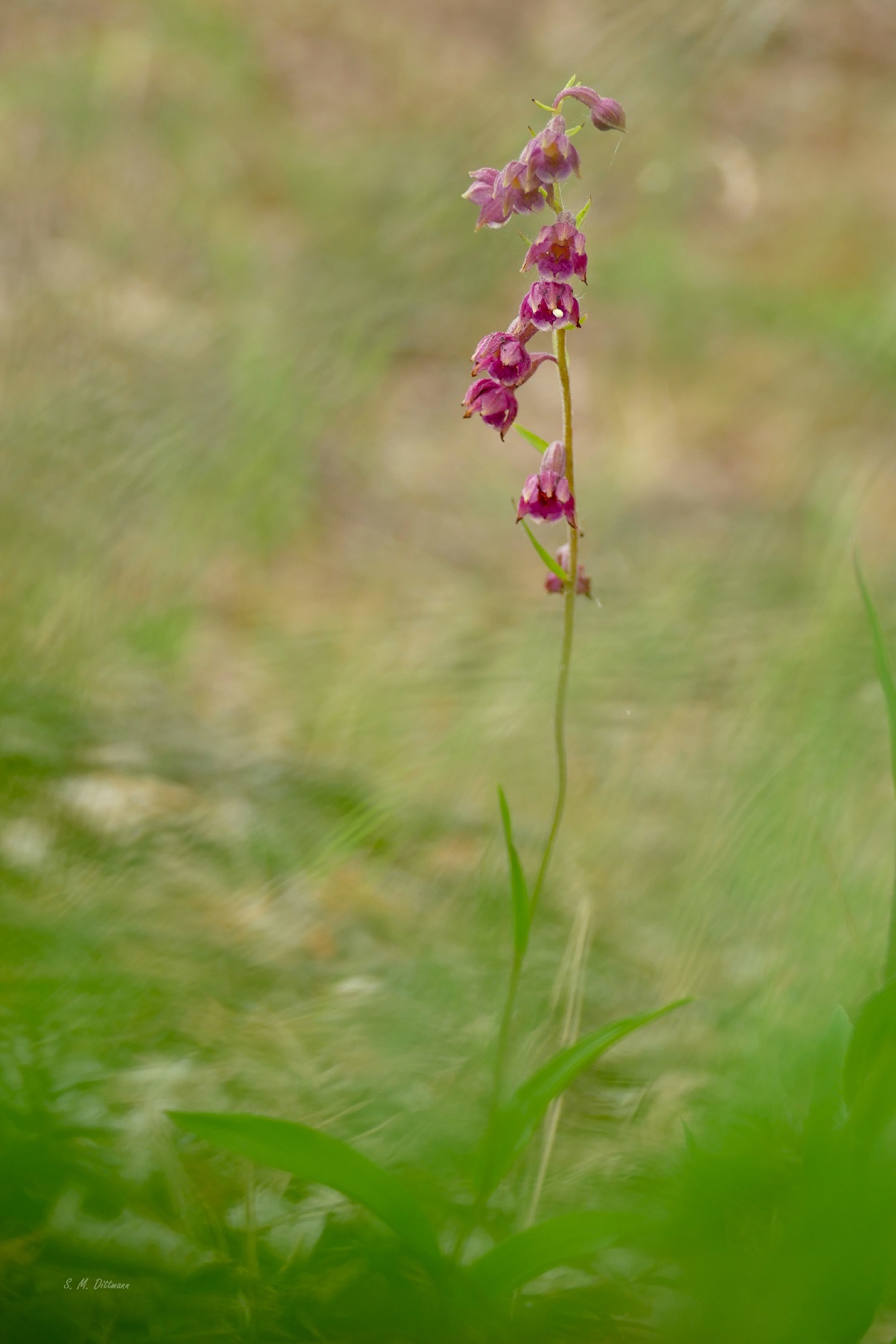 Die Braunrote Stendelwurz