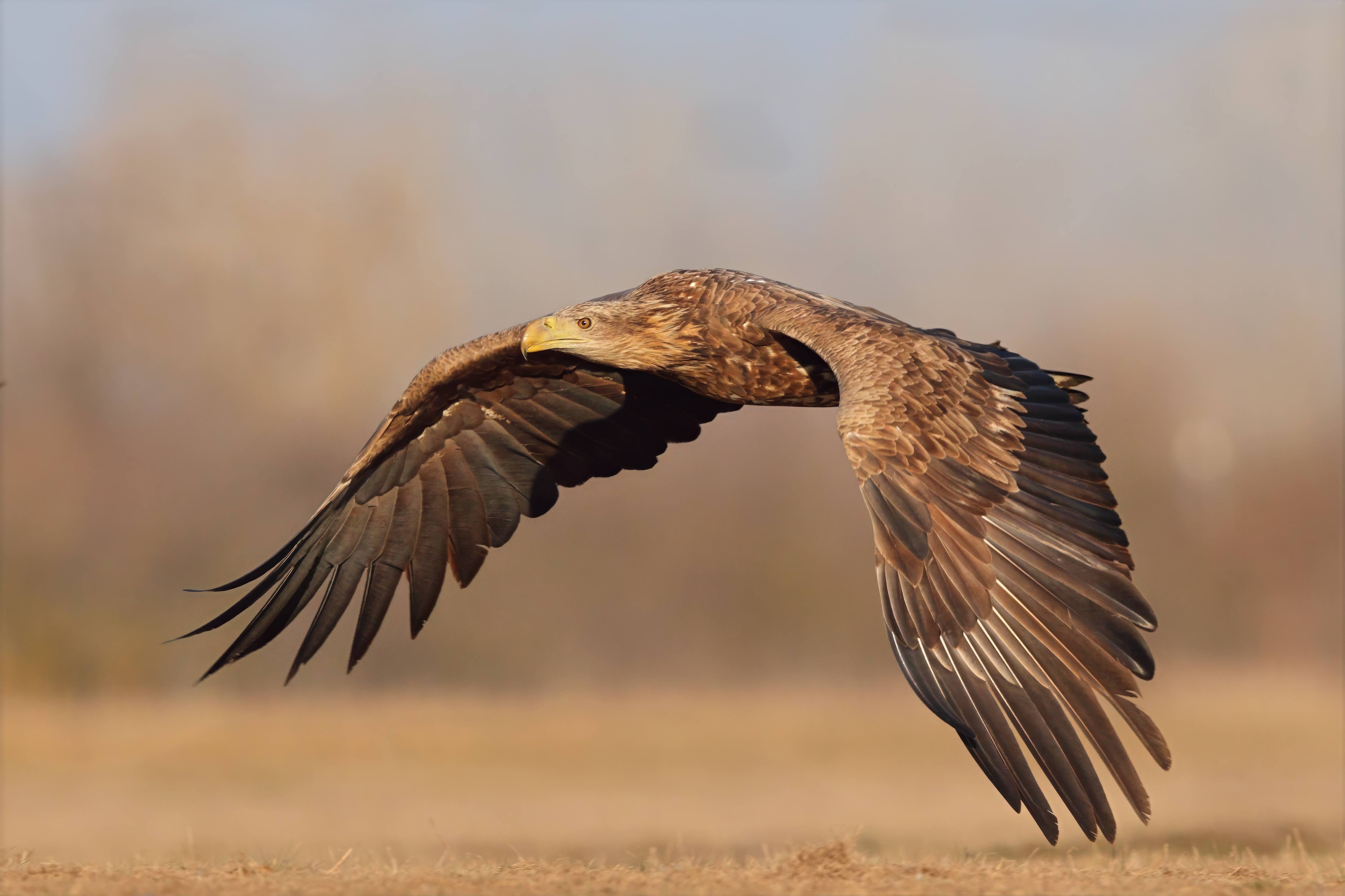 Seeadler