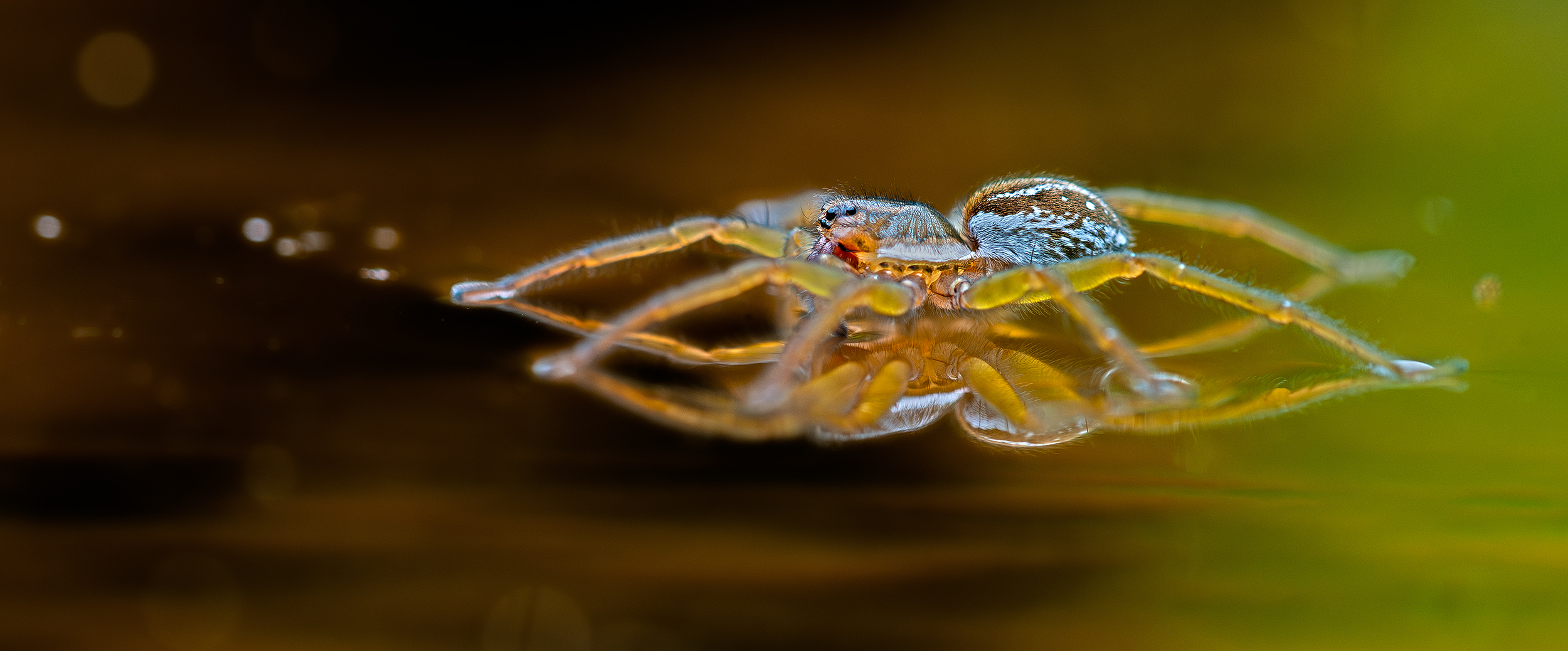 "LICHTspinne"
