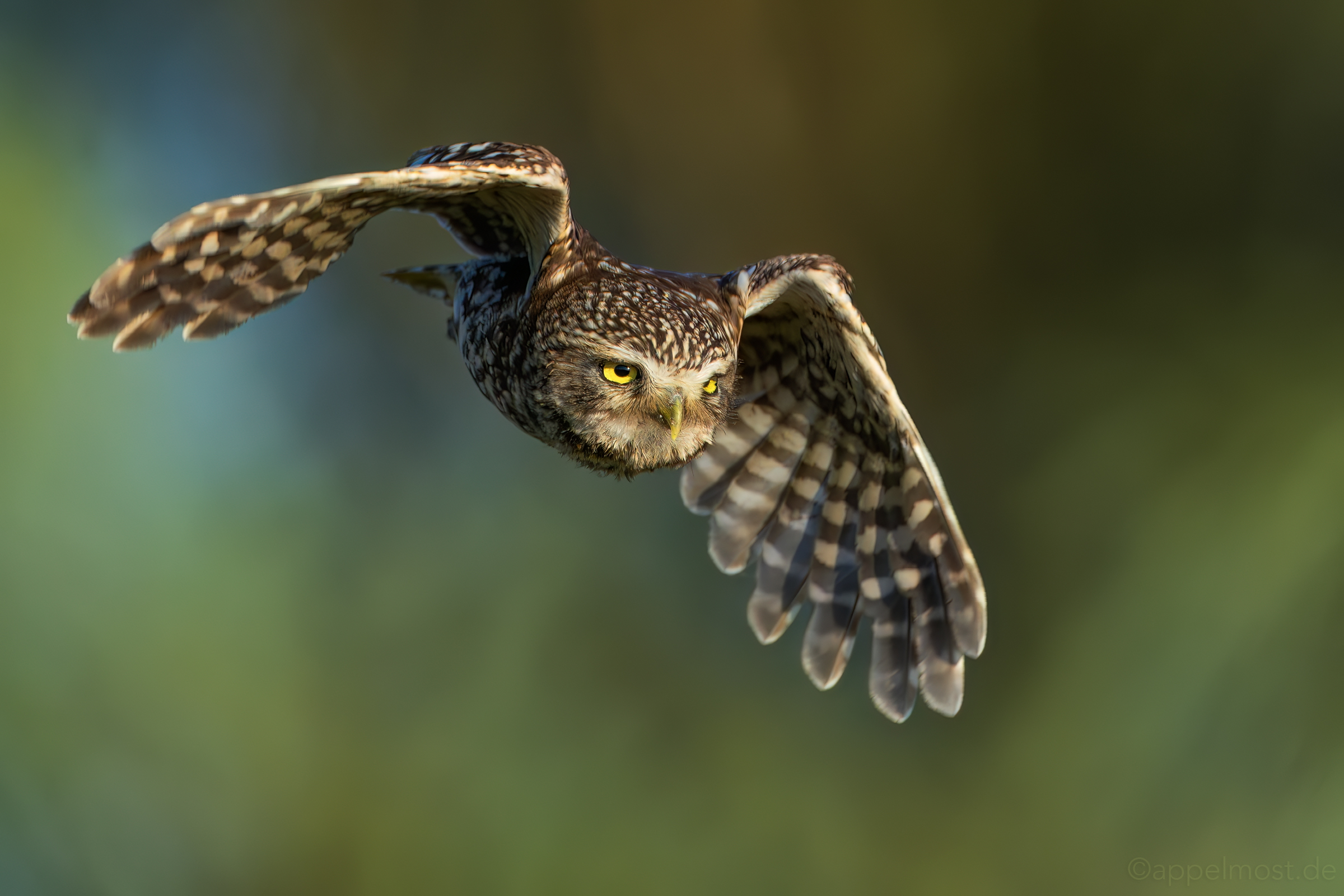 "Athene noctua"