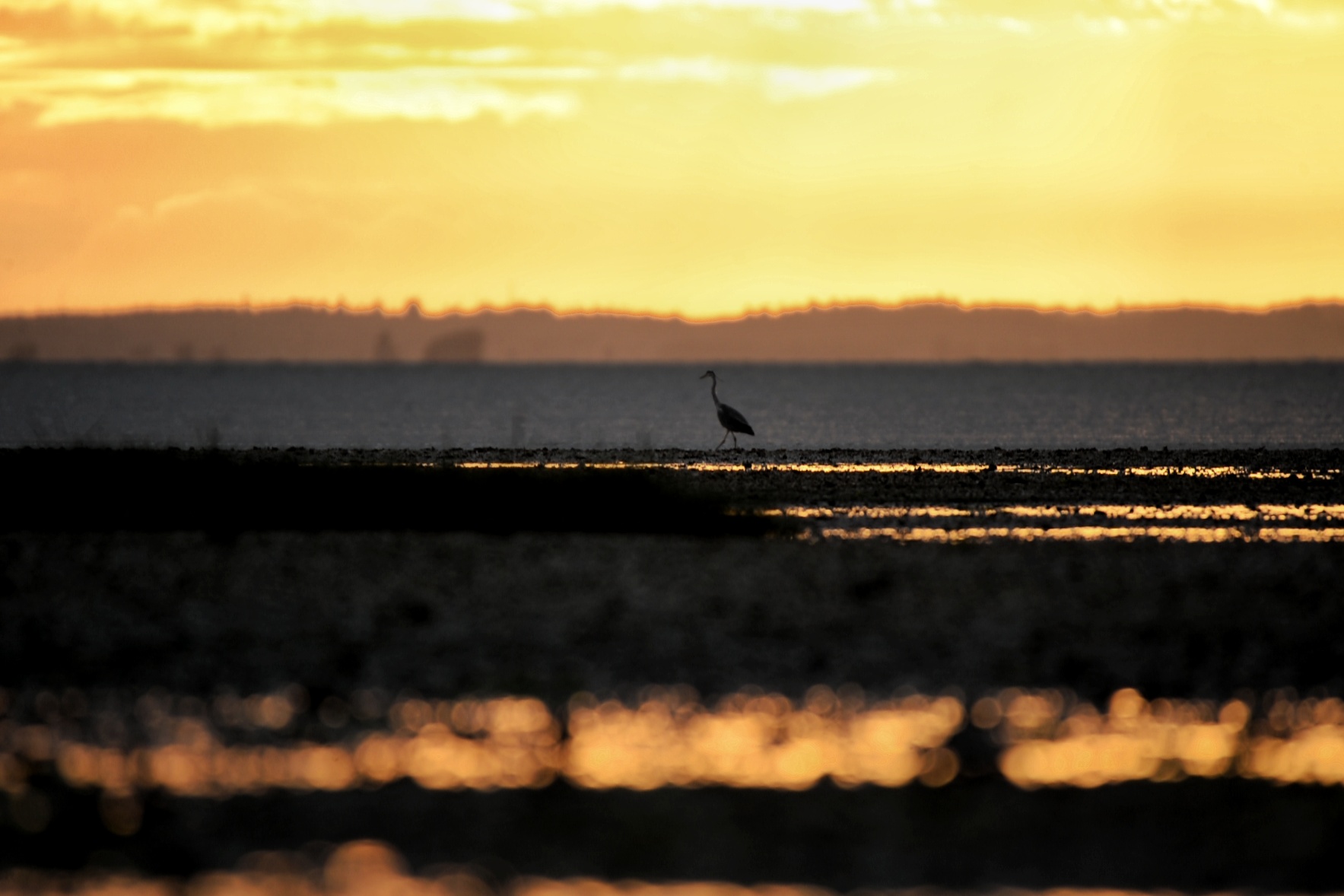 Reiher im Morgenlicht