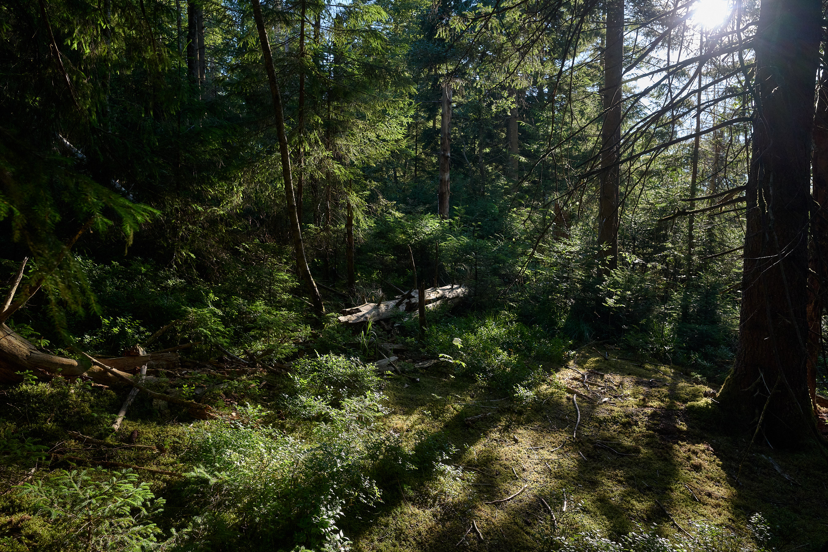 Moorwald