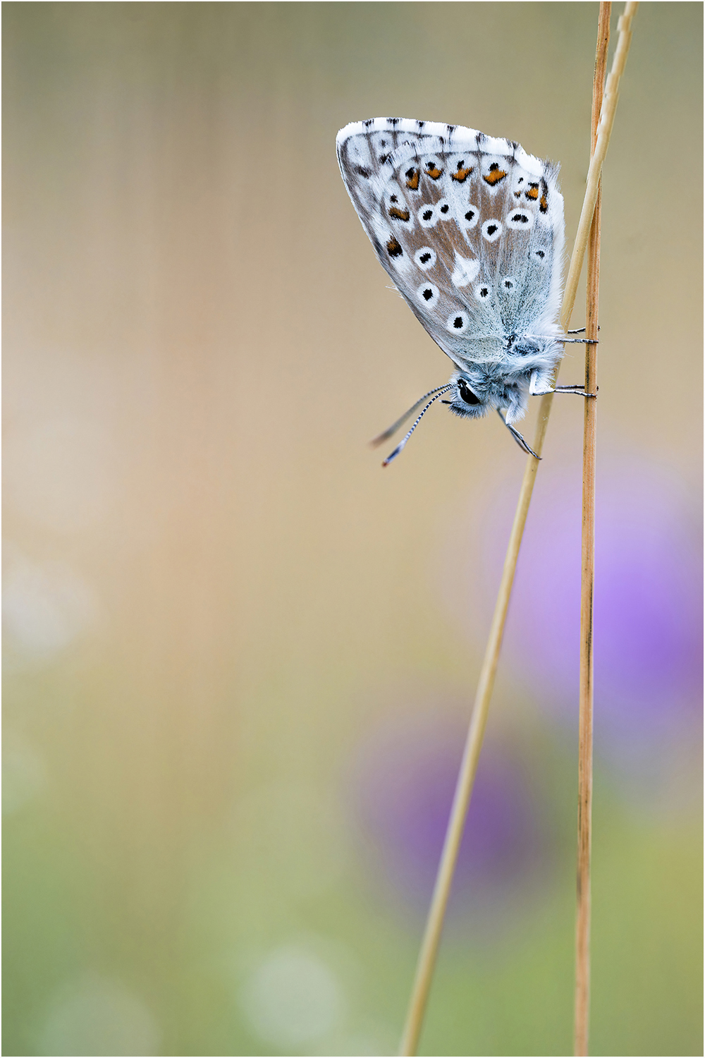 Ein dunkler Sommer
