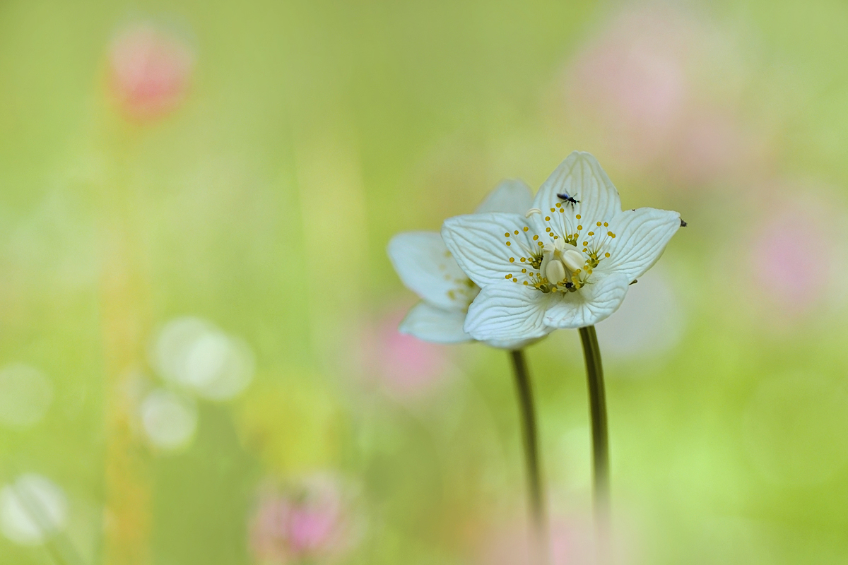 Parnassia palustris