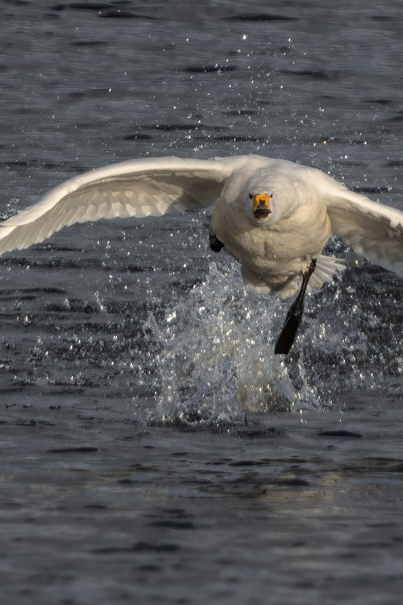 Singschwan