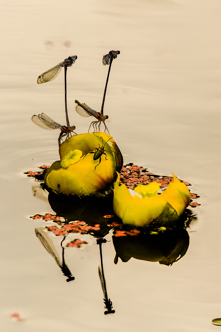 Quartett