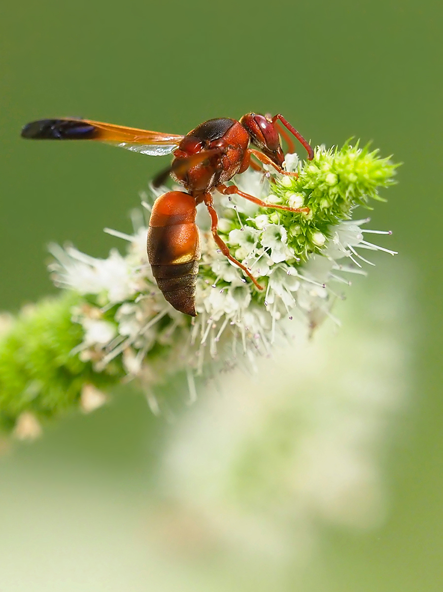 Rote Wespe, Rhynchium oculatum