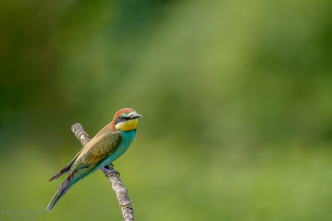 juv. Bienenfresser