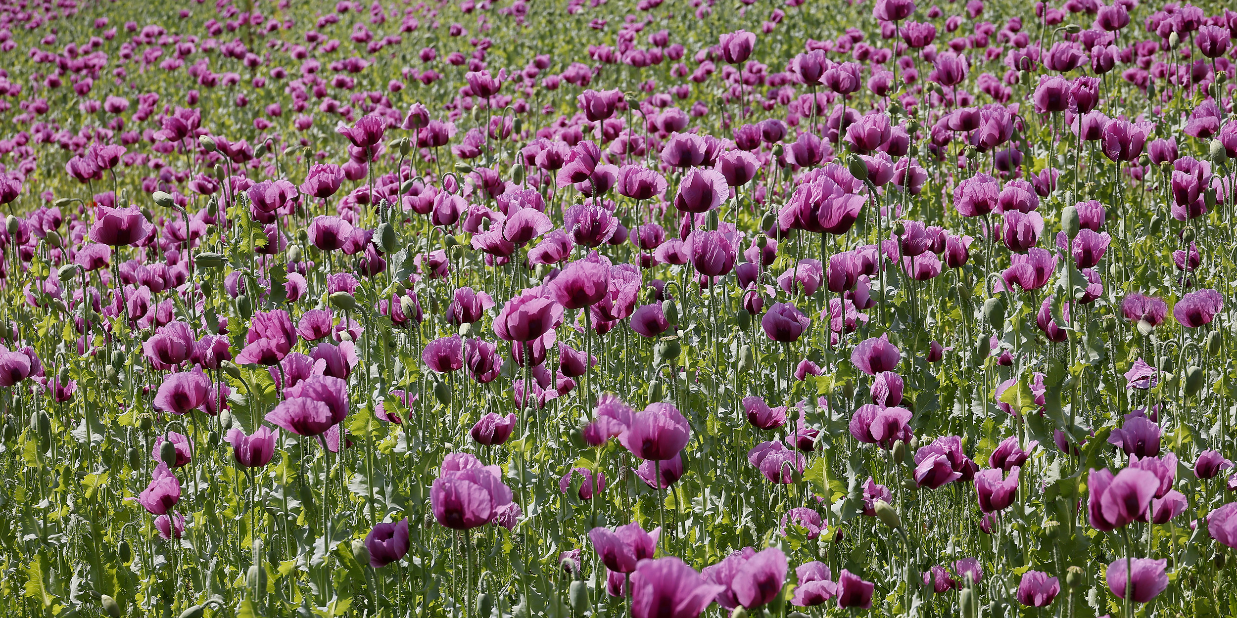 Schlafmohn