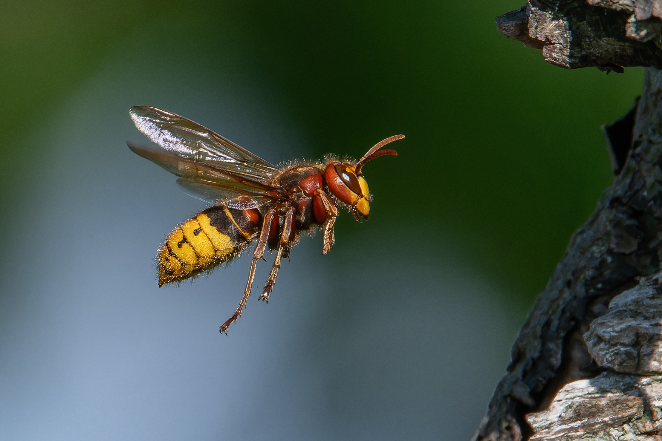 Anflug zum Nest