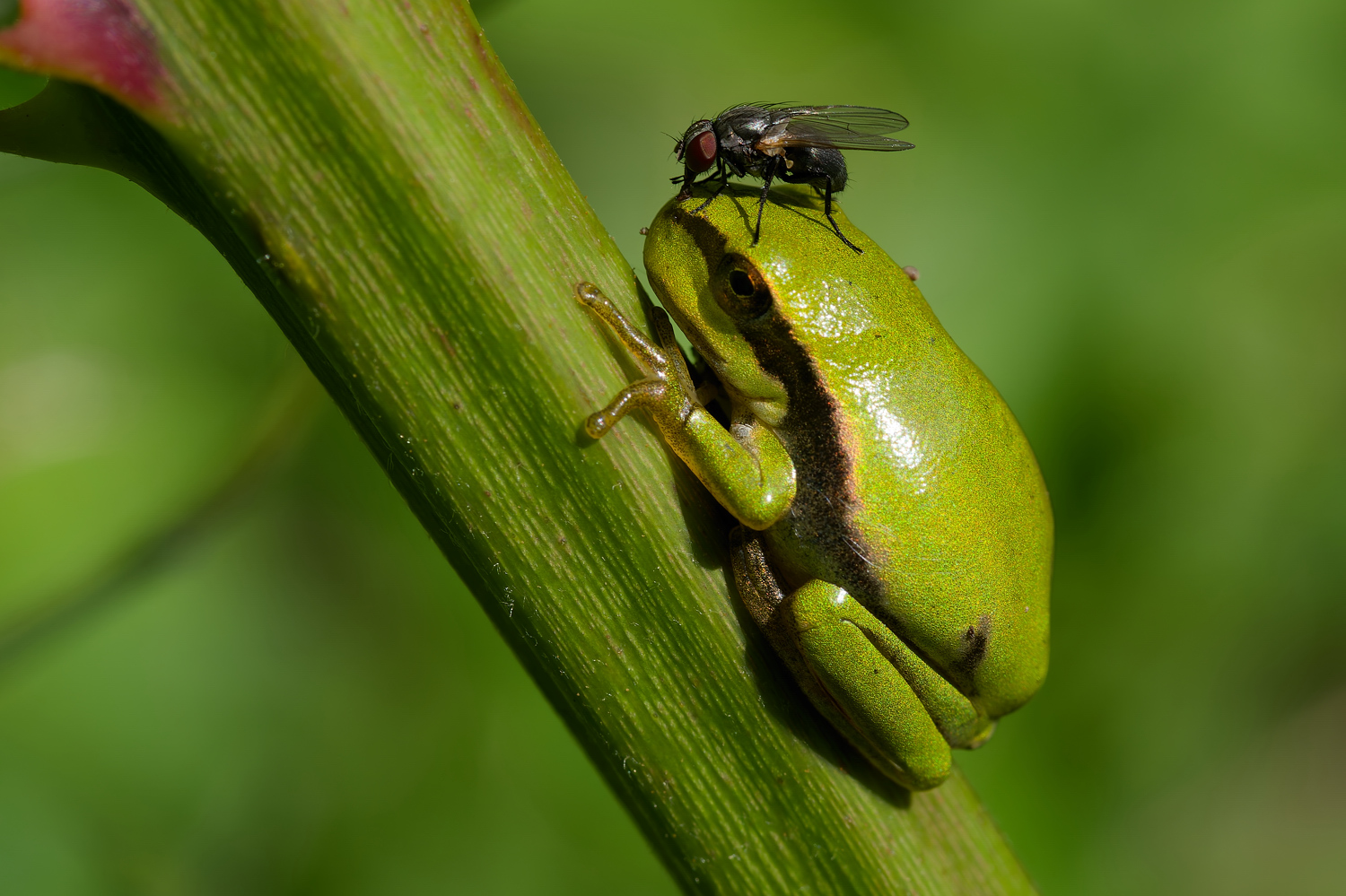Laubfrosch....