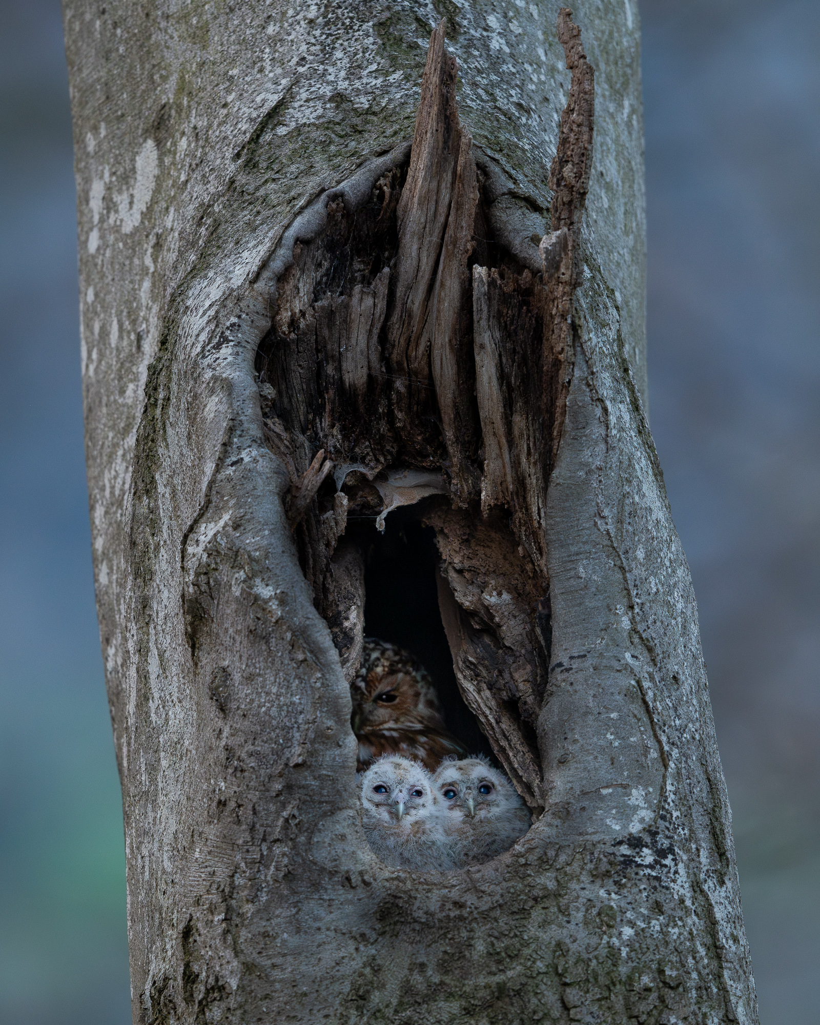 Ein wachsames Auge...