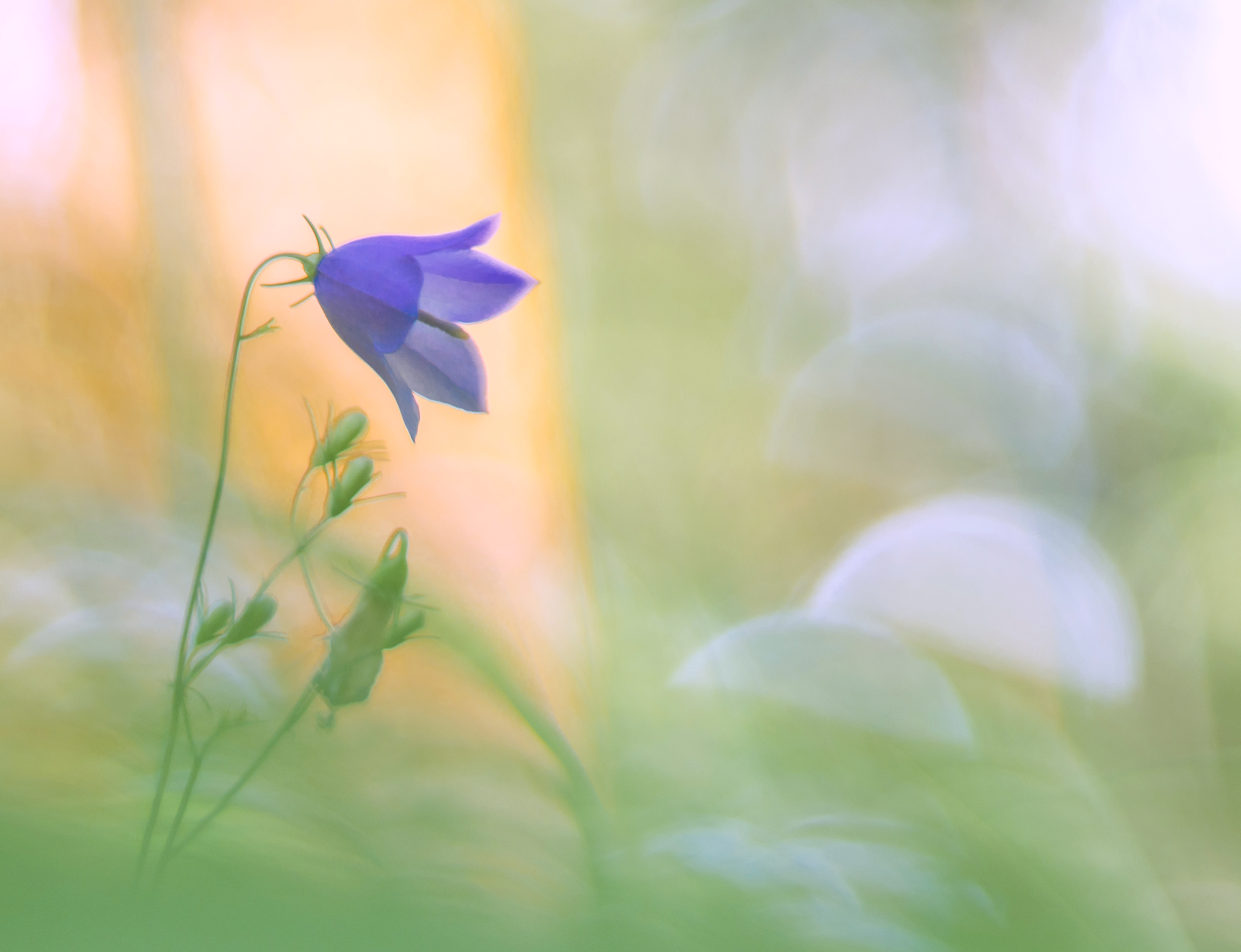 Waldglockenblume II