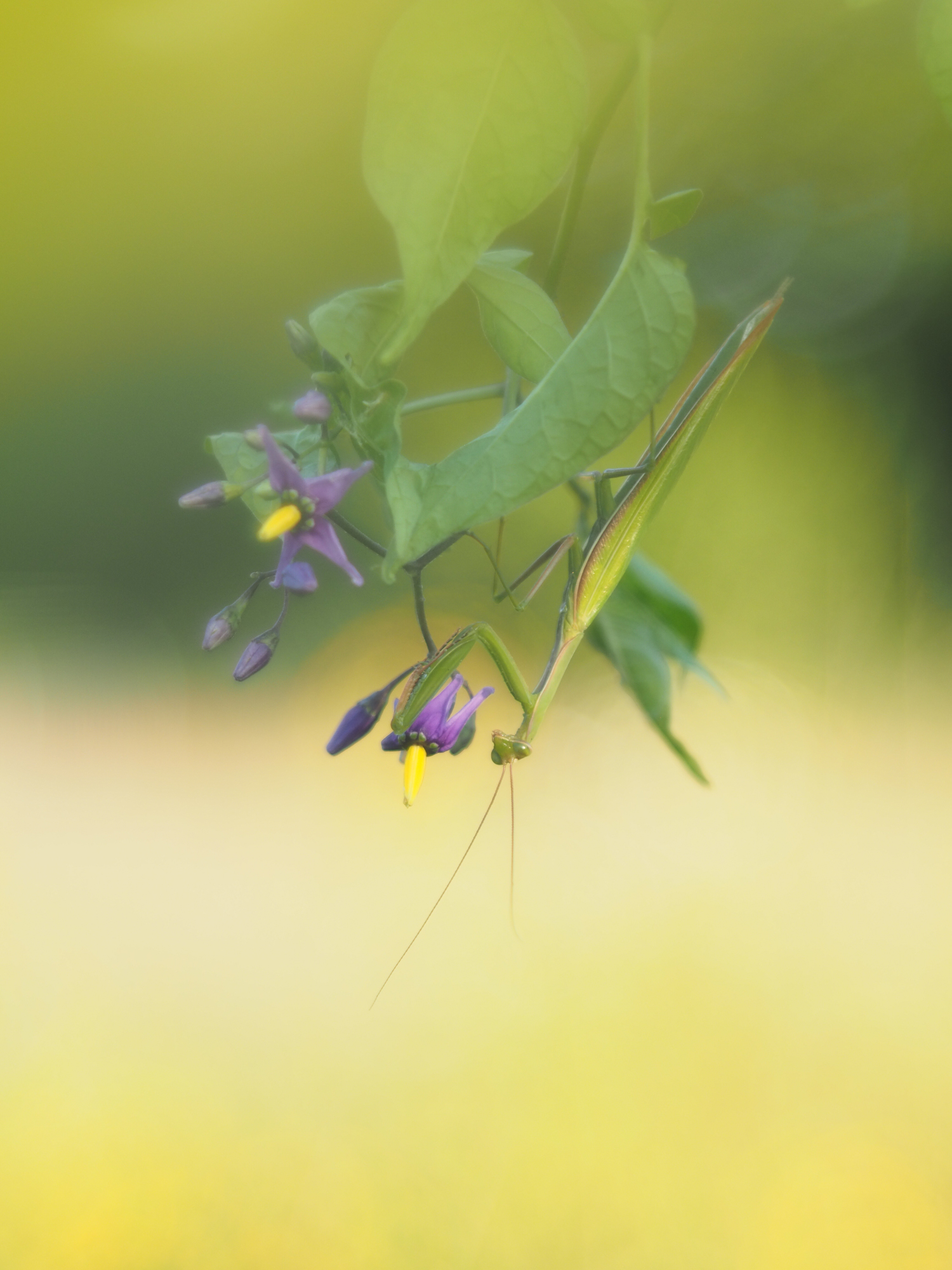 Mantis