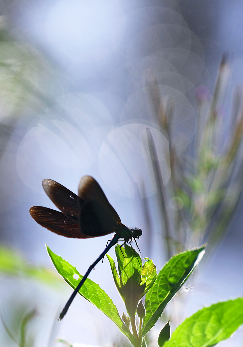 Prachtlibelle