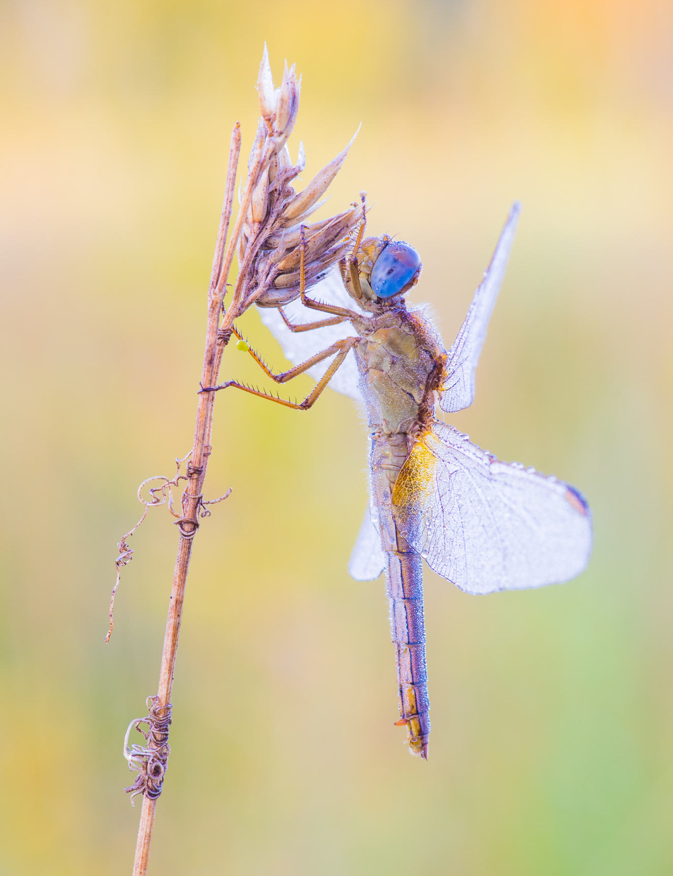 BLAUE  AUGEN