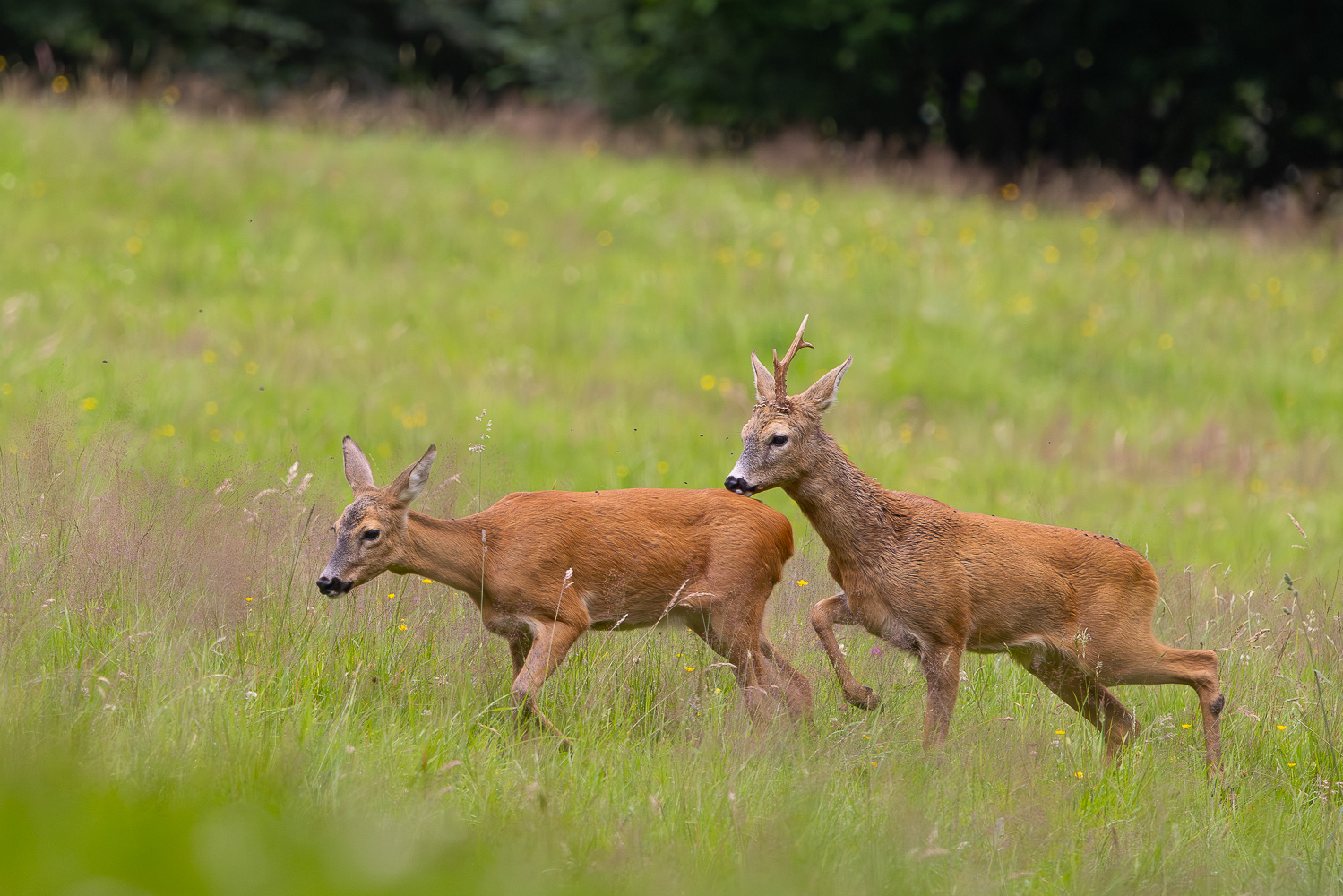 Wenn der Bock