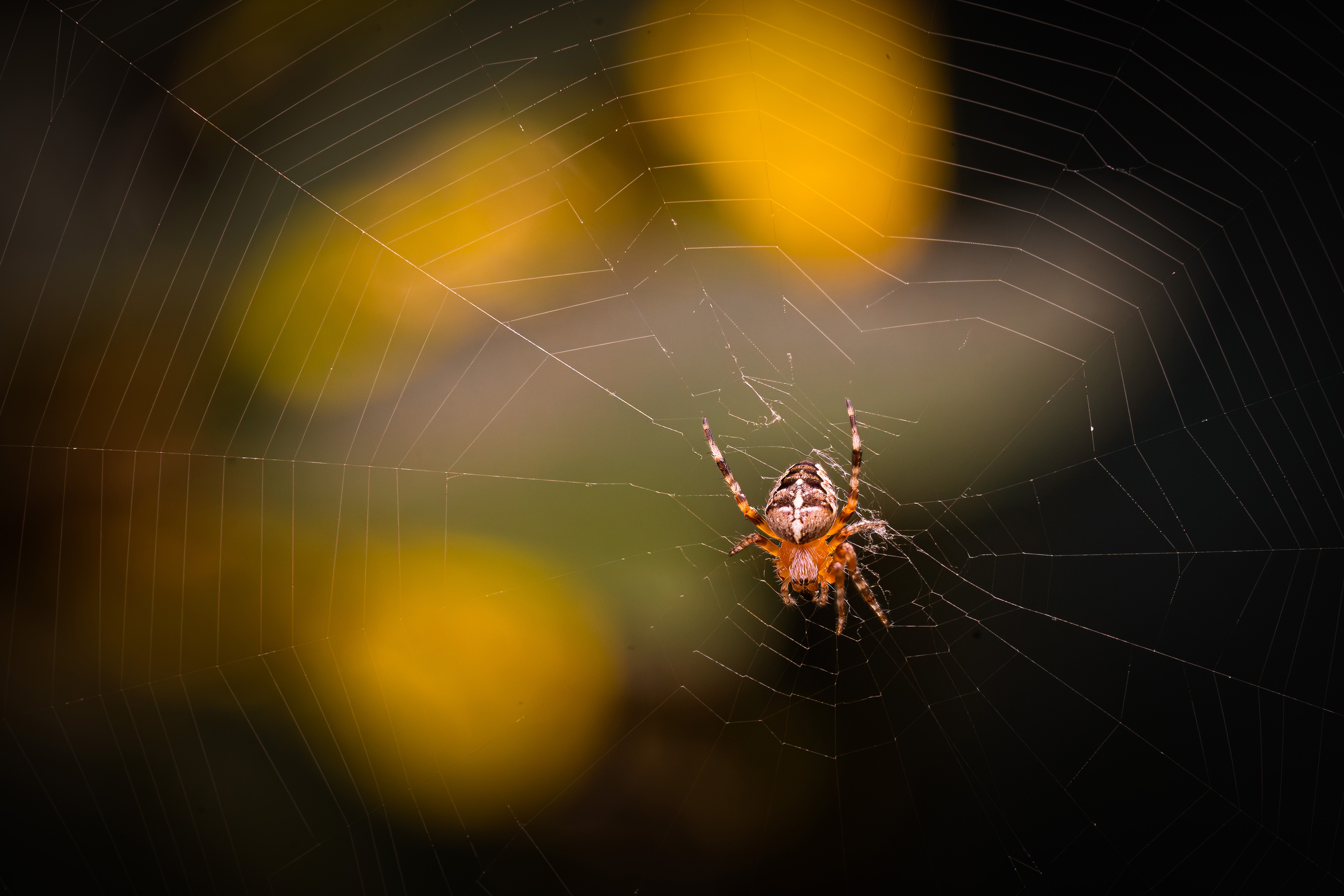 Orange Spinne
