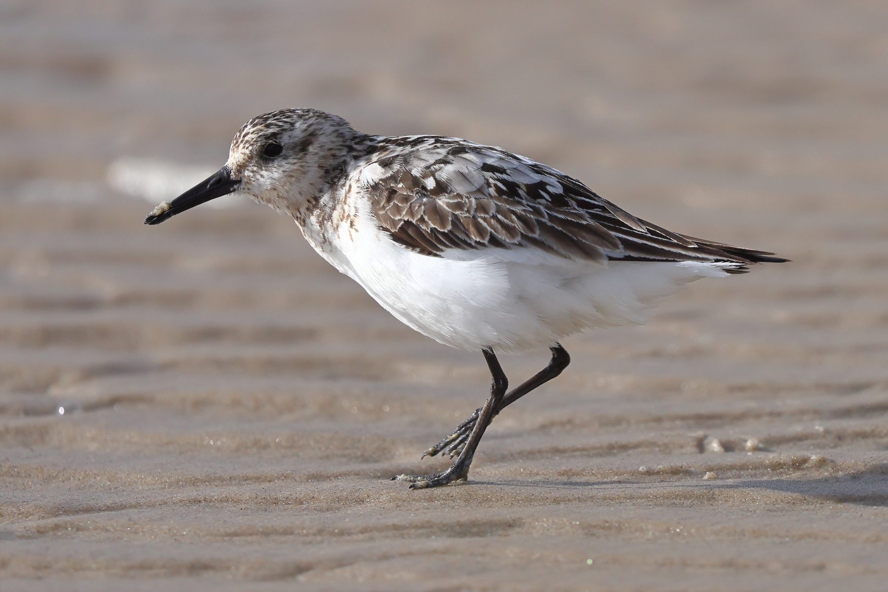 Sanderling