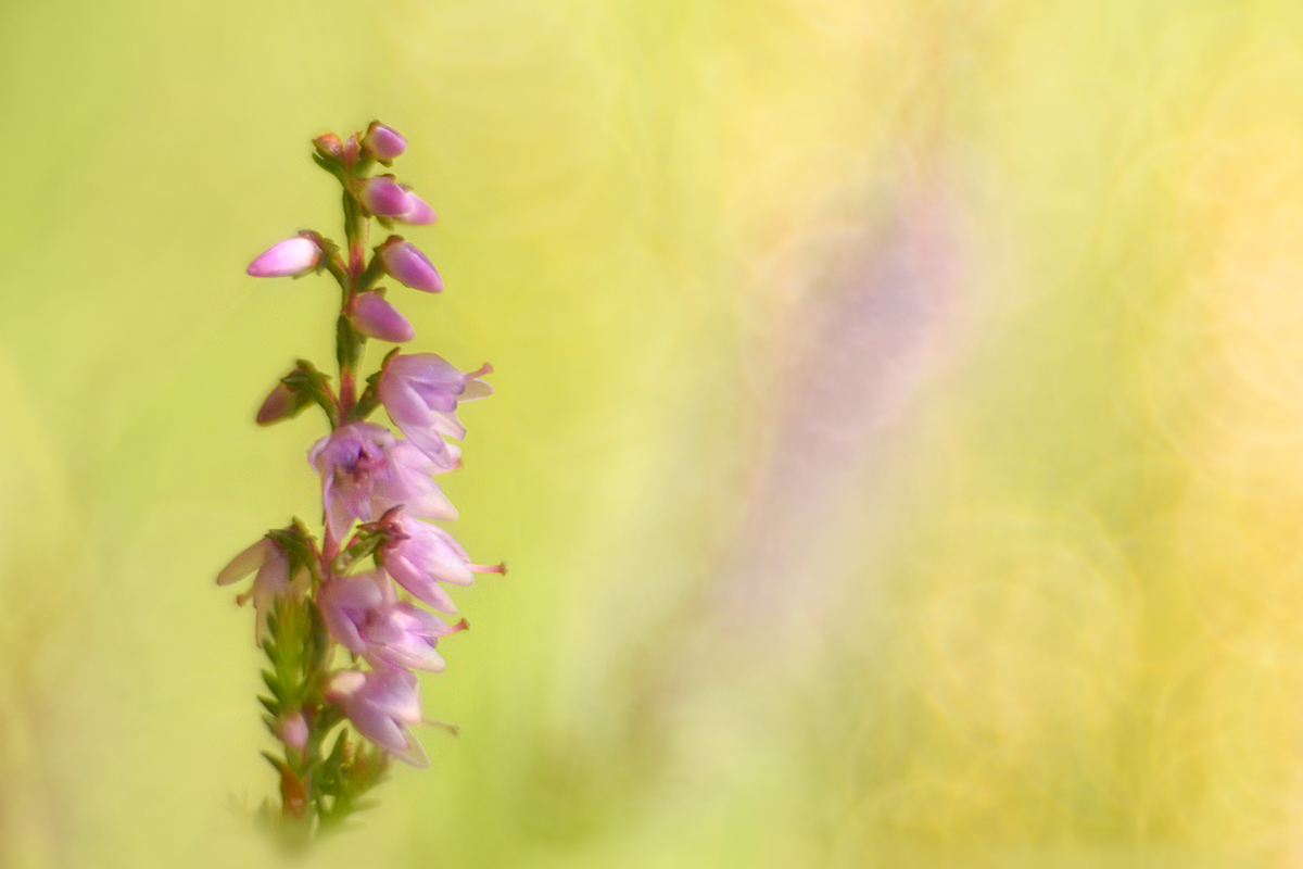 Erste zaghafte Heideblüten