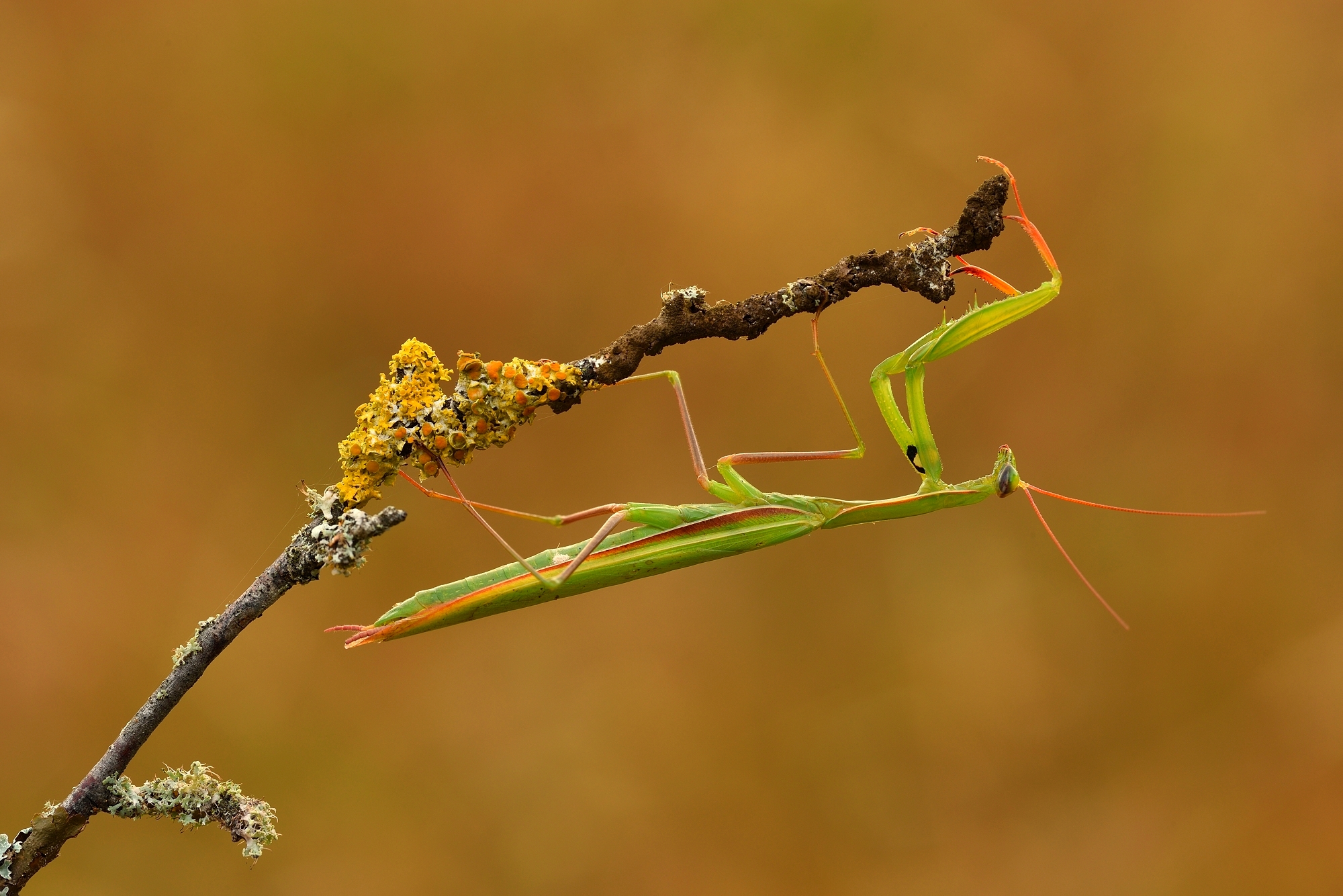 Mantis Religiosa