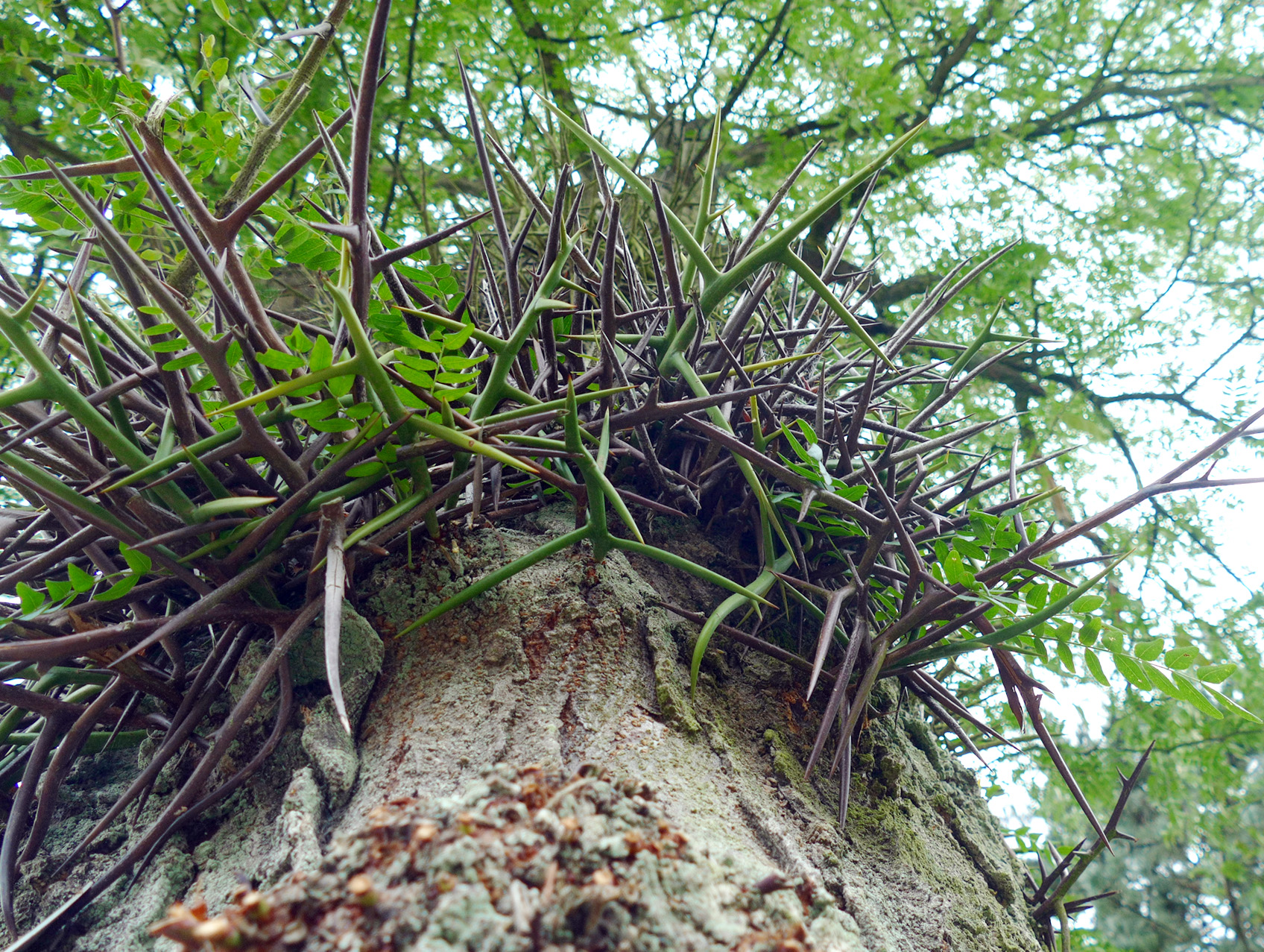 kein Kletterbaum ...