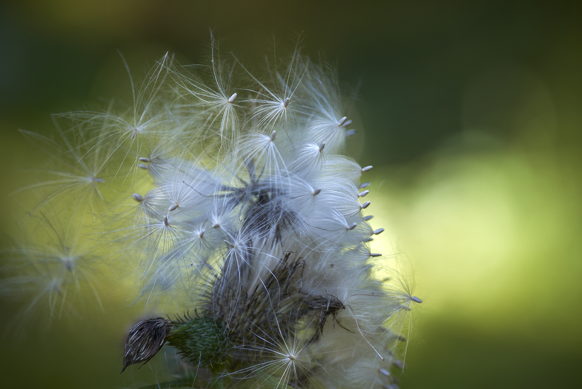 Samenexplosion