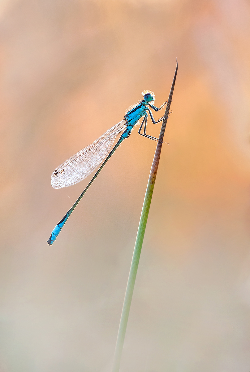 Libelle im letzten Abendlicht