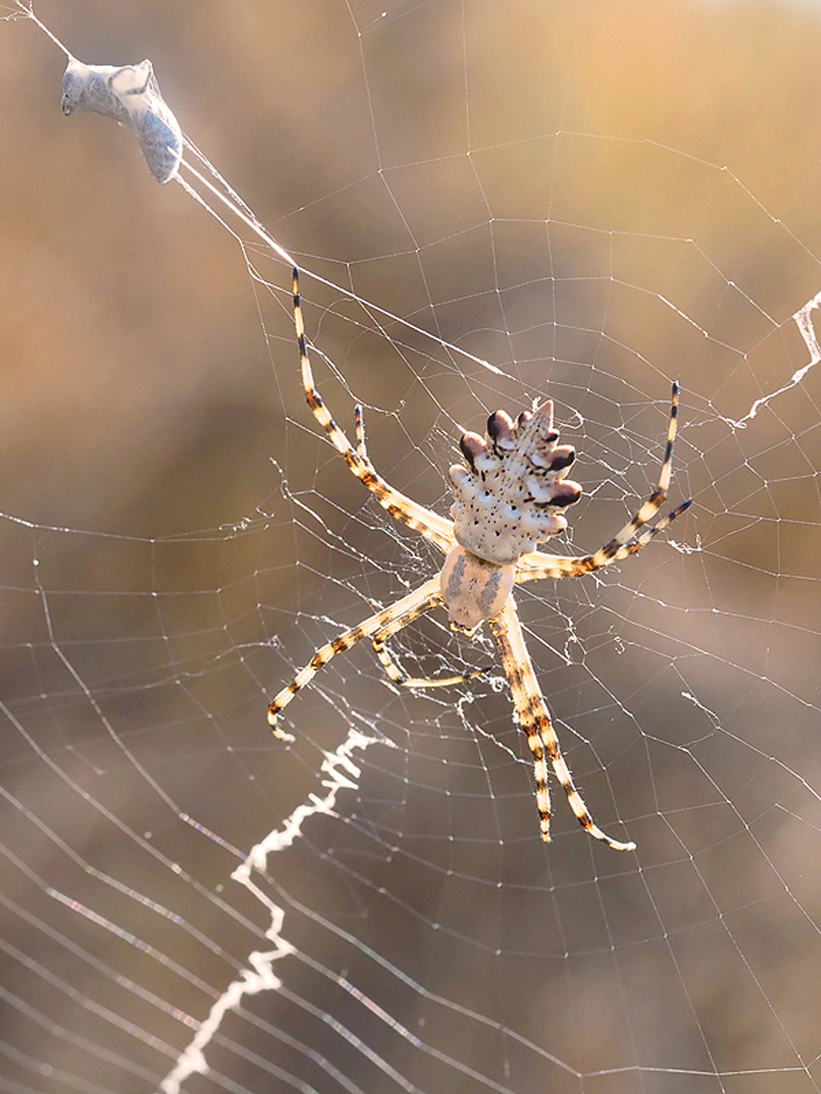 Wespenspinne (Argiope lobata) 
