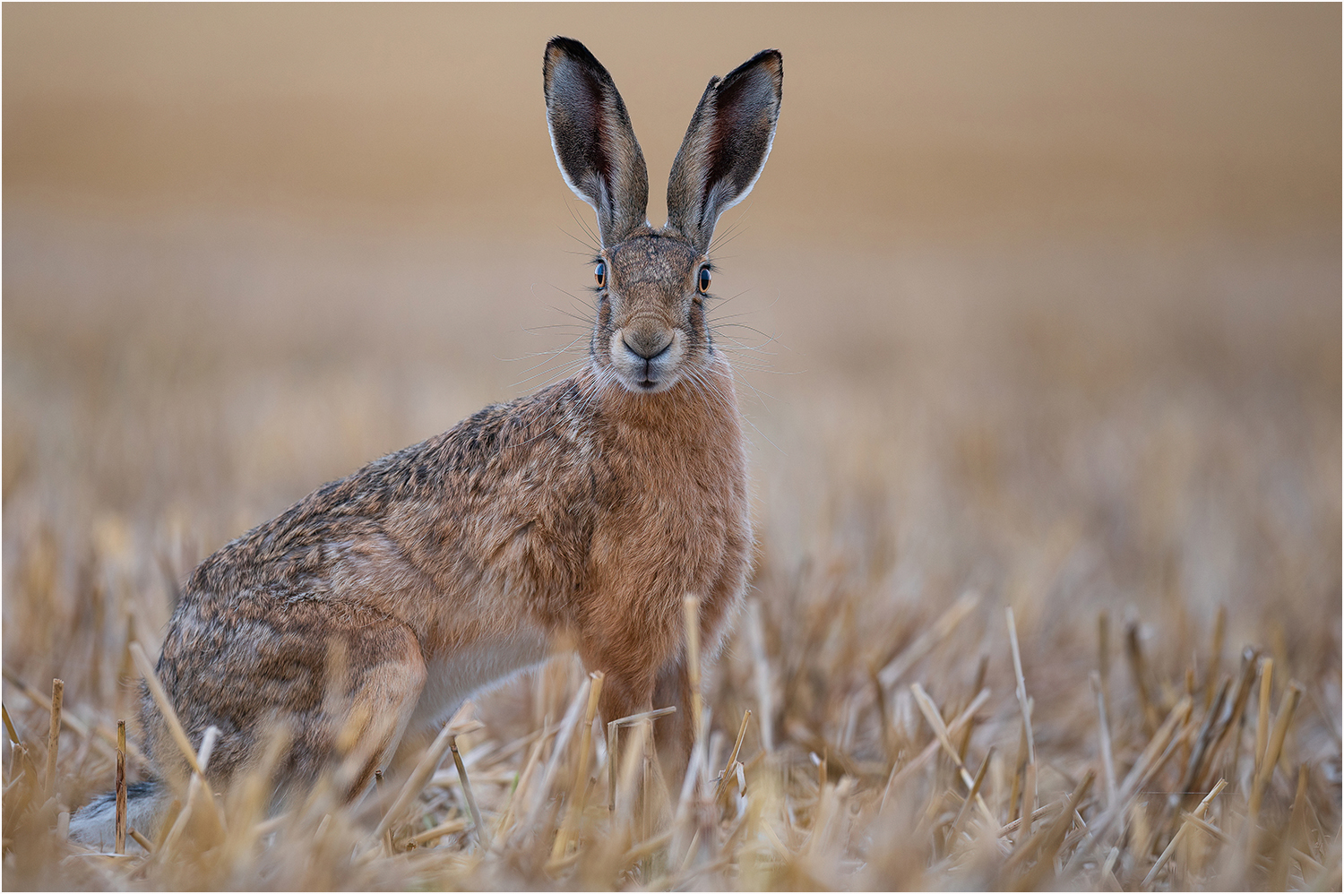 Stoppelhase