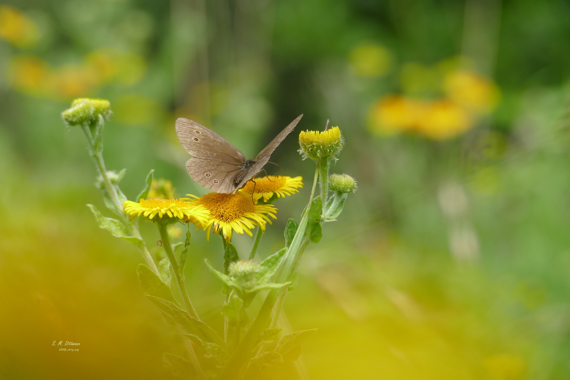 Der Braune Waldvogel