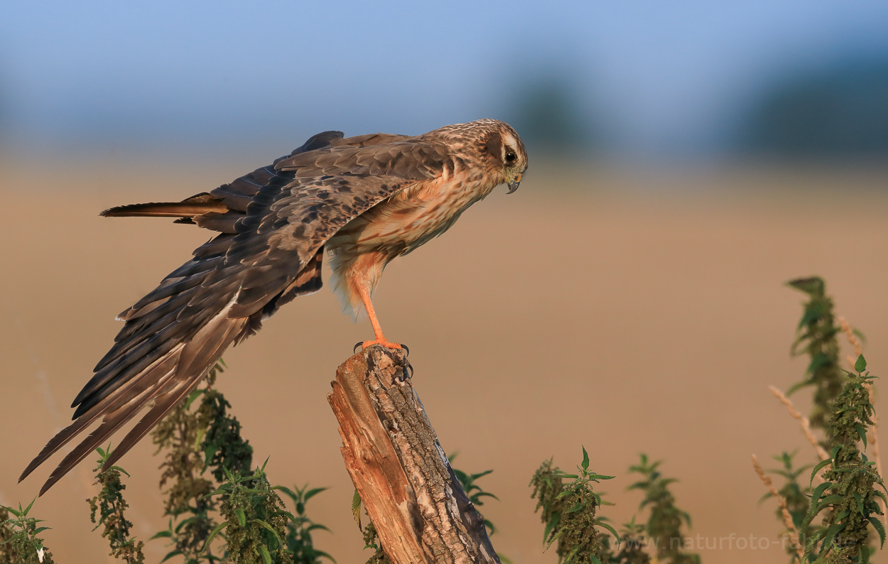 Vorjähriges Wiesenweihenweibchen im Entspannunsmodus