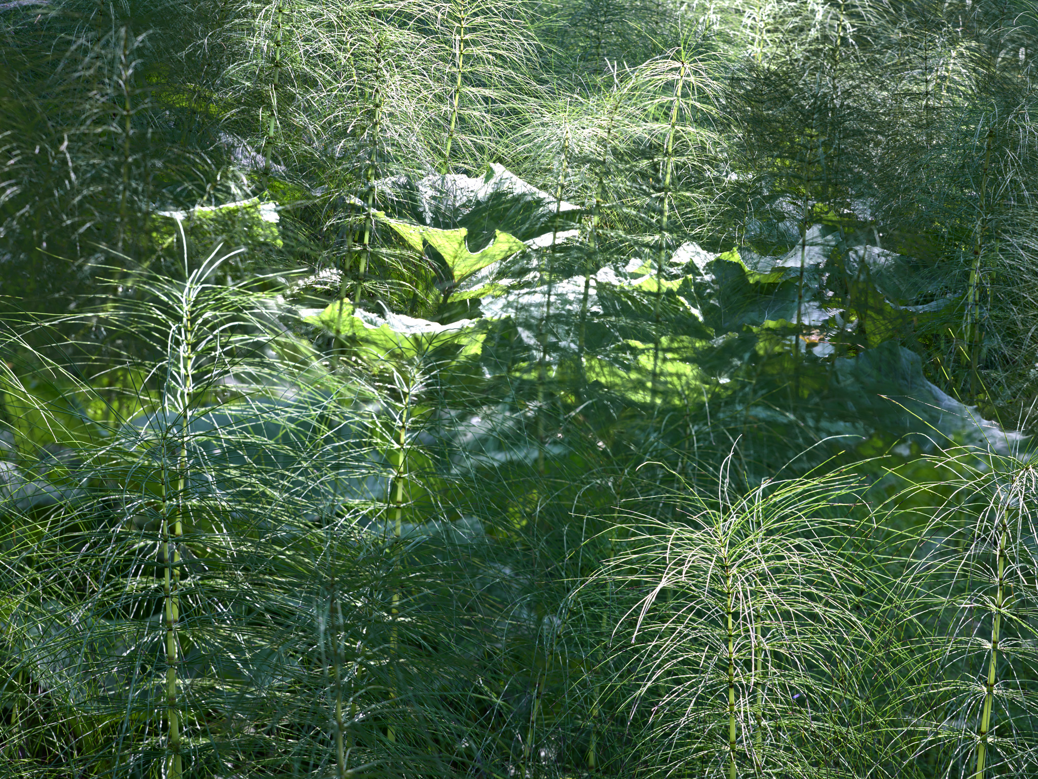 Urzeitwald