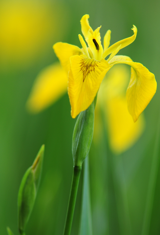 Iris (Forum für Naturfotografen)