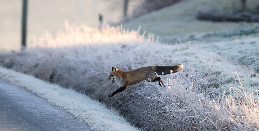 Rotfuchs (Vulpes vulpes)