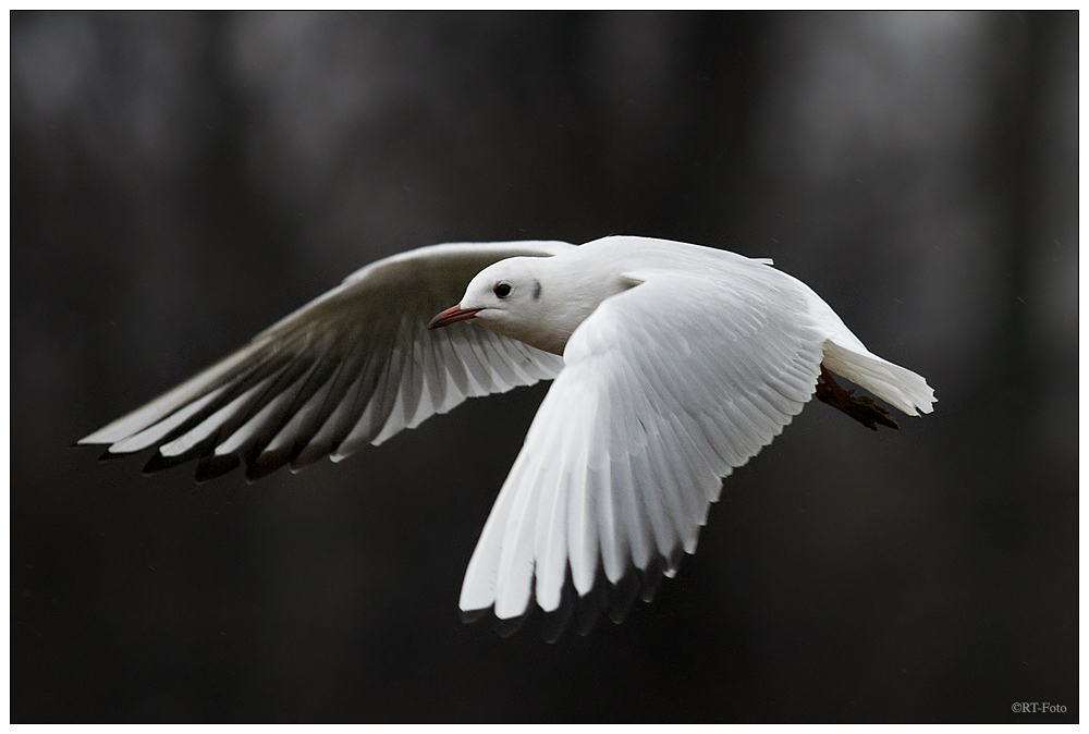 Möwe eingefroren