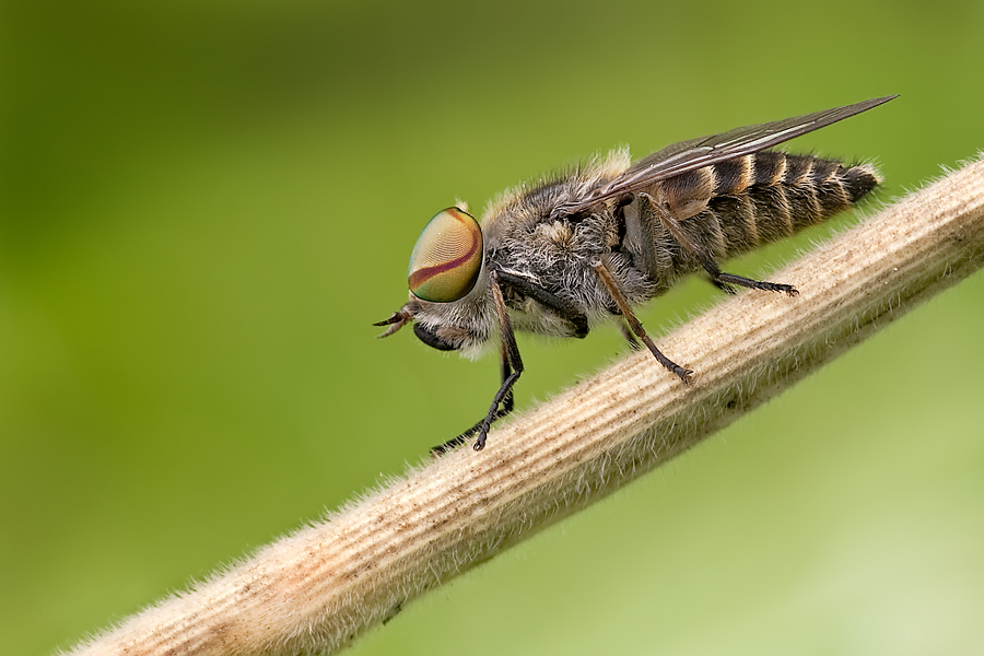 Tabanus bromius