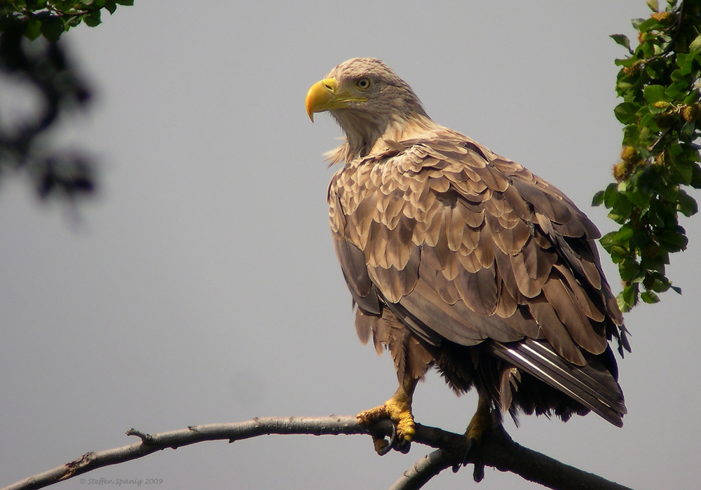 Seeadler