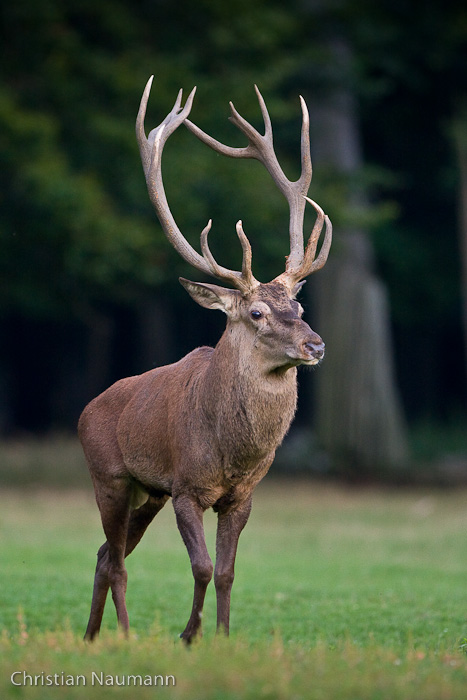 Platzhirsch