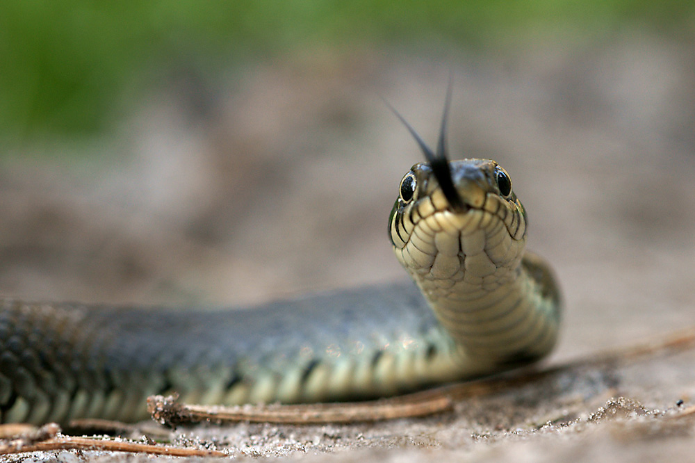 Ringelnatter (Forum für Naturfotografen)