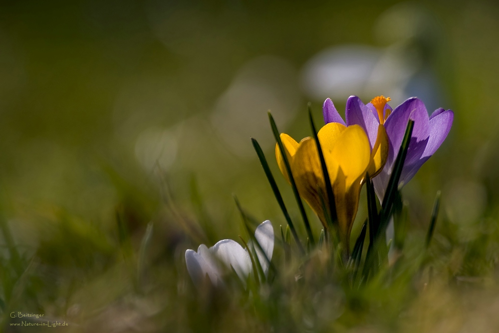 Frühlingsfarben