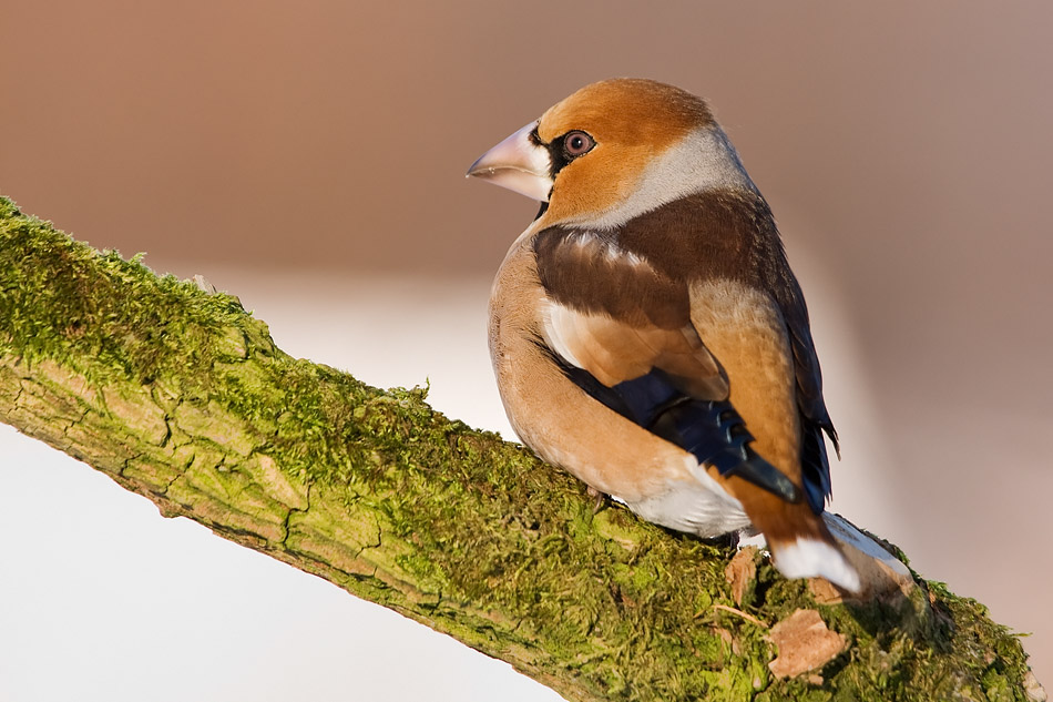 Kernbeisser (Coccothraustes coccothraustes)