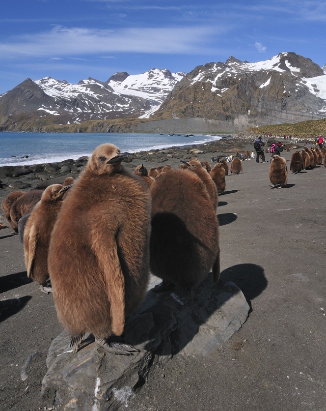 Jungpinguine im Gold Harbour - wildlife