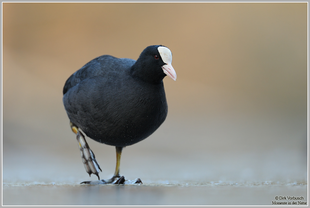 Blässhuhn (Fulica atra)