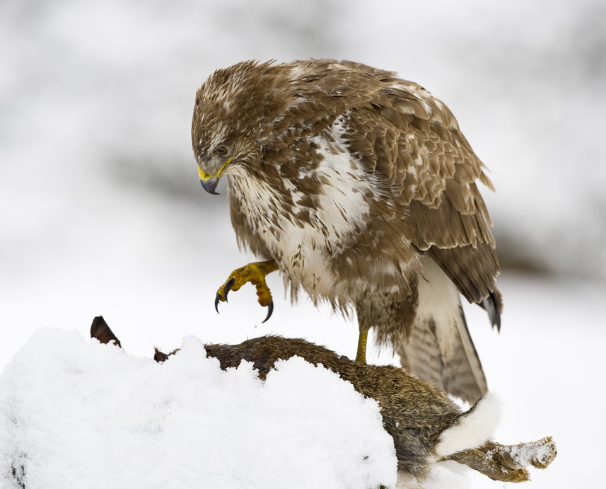 Mäusebussard