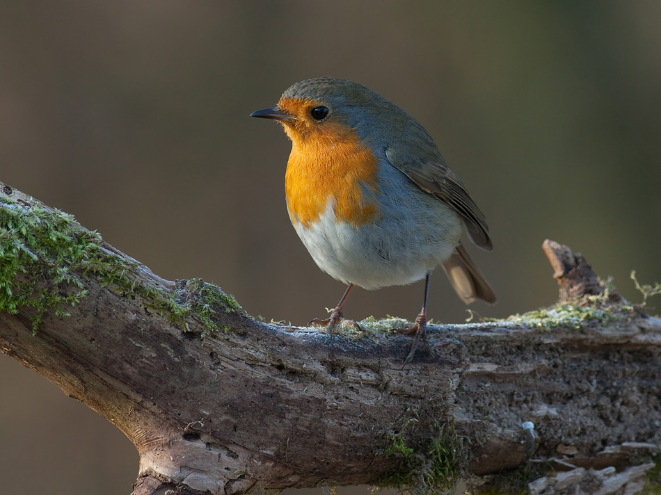 Robin
